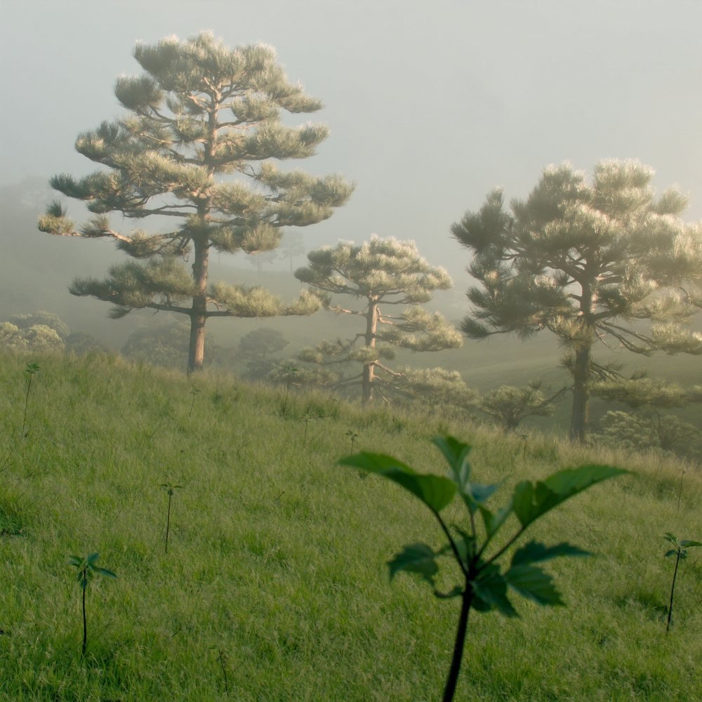 Araucárias jovens de idades diferentes crescendo em campo com neblina