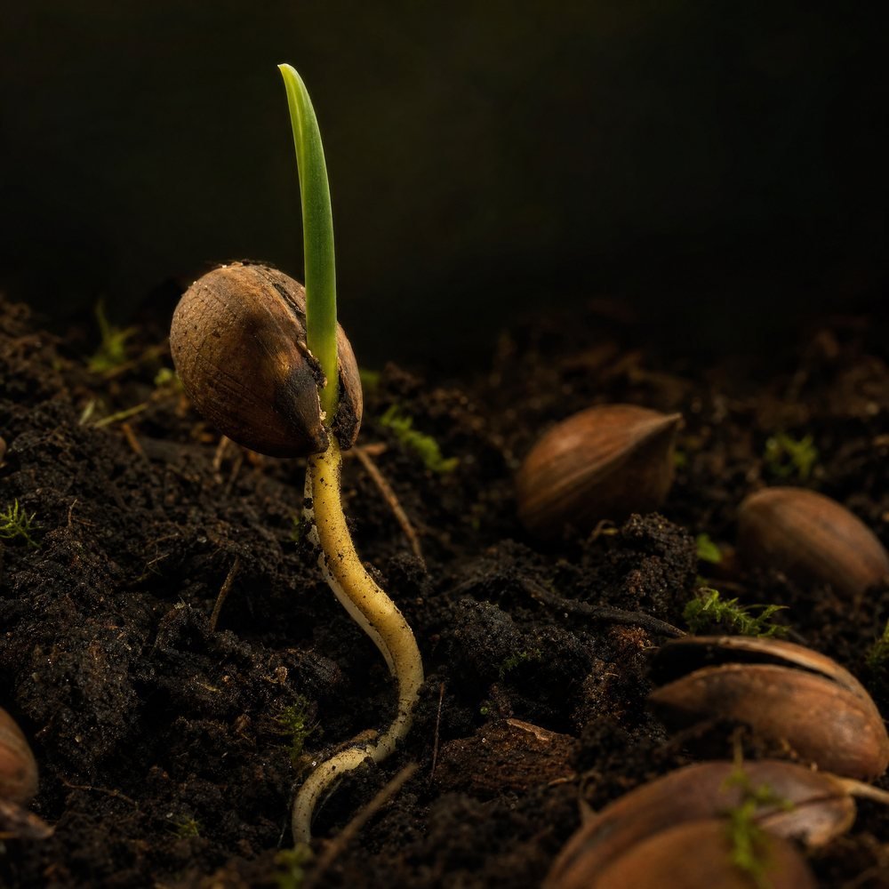 Pinhão germinando na terra escura, com raiz e primeiro broto